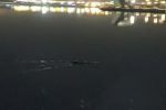 ماجرای مشاهده تمساح در دریاچه چیتگر چیست؟+ عکس