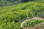 تولید ۹۰ درصد چای کشور در گیلان / برداشت برگ سبز چای با حضور استاندار گیلان
