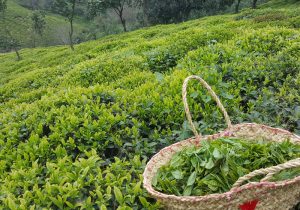 تولید ۹۰ درصد چای کشور در گیلان / برداشت برگ سبز چای با حضور استاندار گیلان