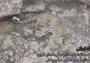 ثبت تصویر پلنگ ایرانی در منطقه حفاظت شده طارم سفلی