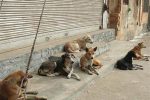 سگ‌های بلاصاحب بوشهر واکسینه شدند