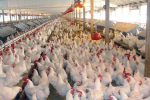 با رشد بیش از ۶ درصدی جوجه‌ریزی در واحدهای پرورش مرغ تولید مرغ در استان قزوین به پایداری رسید