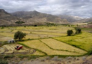 ۱۰ هزار هکتار از اراضی کشاورزی استان قزوین به زیر کشت کلزا می رود