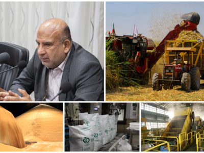 تولید ۵۸۰ هزار تن شکر با برداشت ۹۱ درصدی مزارع نیشکر